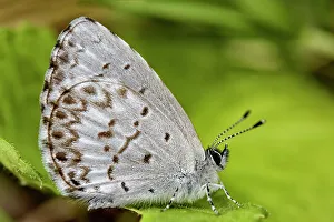Butterflies Prints: Spring Azure (Celastrina ladon), Muskoka, Ontario, Canada