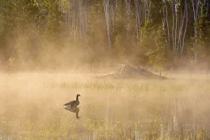 Gamebirds Prints: Spring beaver pond with rising mists, at dawn, Greater Sudbury, Ontario, Canada