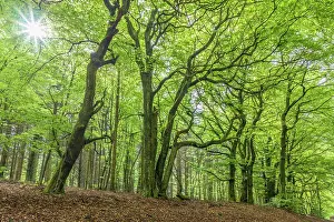 Beeches Prints: Spring in the beech forest in the Rheingau-Taunus Nature Park near Engenhahn
