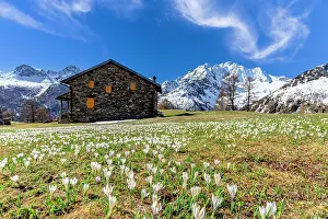 Chalet Prints: Spring bloom of crocus, Valmalenco, Sondrio province, Valtellina, Lombardy, Italy