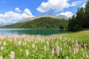 Spring bloom of Persicaria bistorta at Lej da Champfar, St Moritz, canton of GraubAonden