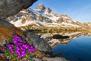 Sondrio Prints: Spring blooming in Valtellina, Sondrio district, Lombardy, Italy