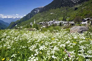 Spring blooms in the meadows of Soglio. Val Bregaglia. Switzerland. Europe