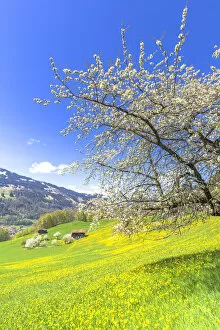 Spring blooms in Sankt Antonien, Prattigau valley, District of Prattigau / Davos, Canton