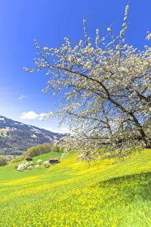 Spring blooms in Sankt Antonien, Prattigau valley, District of Prattigau/Davos, Canton Spring blooms in Sankt Antonien, Prattigau valley, District of Prattigau/Davos, Canton