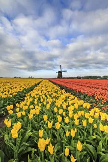 Images Dated 4th July 2016: Spring clouds on fields of multicolored tulips and windmill Berkmeer Koggenland North