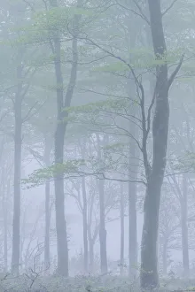Woods Prints: Spring deciduous woodland in fog, Cornwall, England. Spring (May) 2018