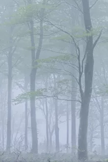 Spring deciduous woodland in fog, Cornwall, England. Spring (May) 2018
