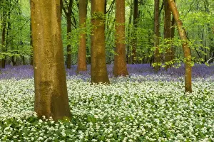 Spring flowers in deciduous woodland with Bluebells (Hyacinthoides non-scriptus