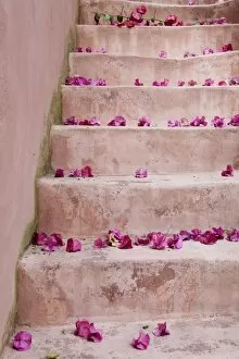 Images Dated 2nd June 2006: Spring Flowers on Staircase, Hania, Hania Province, Crete, Greece