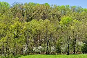 Blossoms Prints: Spring foliage leafing out in deciduous trees, flowering dogwood, Gassville, Arkansas, USA