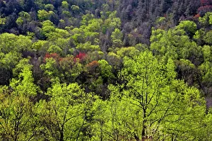 Aerial Perspective Prints: Spring foliage on trees near the Chimneys