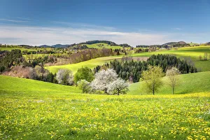 Baden Wuerttemberg Prints: Spring in Glottertal between St