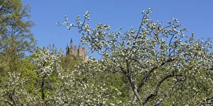 Cherry Tree Prints: Spring at Hohenzollern Castle, Swabian Jura, Baden-Wurttemberg, Germany