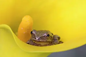 Gardening Prints: Spring peeper (Hyla crucifer) posing in Calla Lily flower, Lively, Ontario, Canada