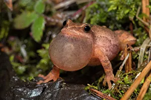 Singing Prints: Spring Peeper (Pseudacris crucifer)
