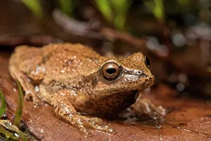 Muskoka Prints: Spring Peeper (Pseudacris crucifer), formely Hyal Crucifer, Muskoka, Ontario, Canada