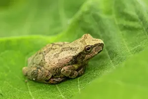 Breeding Prints: Spring peeper (Pseudacris crucifer formerly Hyla crucifer) resting on a milkweed leaf