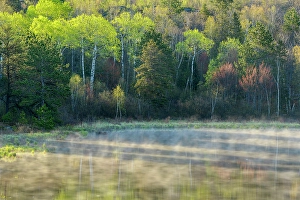Ponds Prints: Spring reflections in a beaver pond, Greater Sudbury, Ontario, Canada