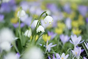 Munich Prints: Spring snowflake with crocuses and winter aconites - Germany, Bavaria, Upper Bavaria