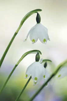 Munich Gallery: Spring snowflake - Germany, Bavaria, Upper Bavaria, Munich, Taufkirchen