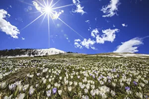 Fields Gallery: The spring sun illuminates the Crocus bloom at the foot of the top Rosetta. Rasura
