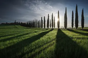 Rolling Hills Prints: Spring sunrise at Poggio Covili with the sun peaking through the cypress trees in Val d'Orcia