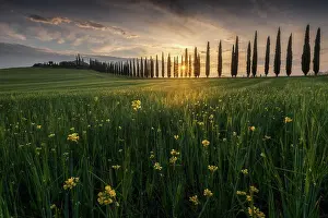 Rolling Hills Prints: Spring sunrise at Poggio Covili with the sun peaking through the cypress trees in Val d'Orcia