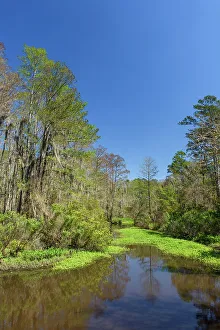 Swamps Prints: Spring trees in a bayou, Mandeville, Louisiana, USA
