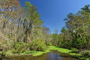Swamps Prints: Spring trees in a bayou, Mandeville, Louisiana, USA