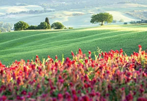 Tour Prints: Spring in the Val d'Orcia, Tuscany, Italy
