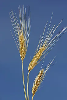 Agribusiness Gallery: SPring white wheat Indian Head Saskatchewan, Canada