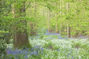 Bluebells Endymion Non Scriptus Prints: Spring wildflowers in broadleaved woodland with Ramsons (Allium ursinum)