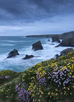 Spring wildflowers growing on the clifftops at Bedruthan Steps, Cornwall, England. May