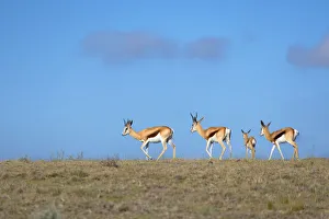 Natural World Prints: Springbok, Botlierskop Private Game Reserve, Western Cape, South Africa