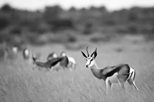 Springbok, Deception Valley, Central Kalahari Game Reserve, Kalahari Desert, Botswana