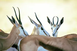 Kalahari Prints: Springbok herd, Kalahari Desert, Botswana