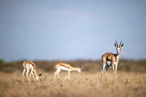 Kalahari Prints: Springbok herd, Kalahari Desert, Botswana