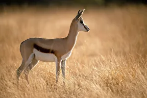 Nobody Southern Africa Prints: Springbok, Kalahari Desert, Botswana