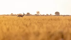 Images Dated 11th April 2022: Springbok, Nxai Pan National Park, Botswana