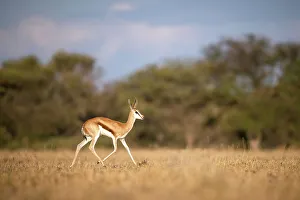 Kalahari Prints: Springbok running, Kalahari Desert, Botswana