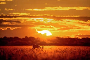 Images Dated 13th April 2023: Springbok at sunset, Kalahari Desert, Botswana