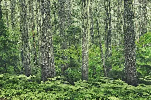 Cascade Range Prints: Spruce forest with lichens - USA, Oregon, Linn, Iron Mountain - Cascade Range
