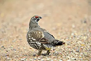 Taiga Prints: Spruce grouse, Canada grouse (Dendragapus canadensis) male picking at roadside gravel