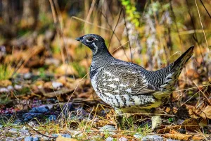 Woodlands Prints: Spruce grouse (Dendragapus canadensis), Lake Superior Provincial Park, Ontario, Canada