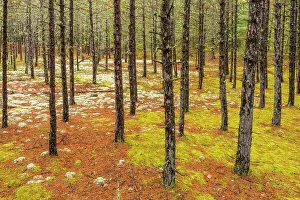 Tree Trunk Prints: Spruce Tree Trunks, Algonquin Provincial Park, Ontario, Canada