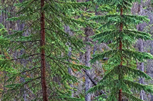 Images Dated 3rd May 2023: Spruce trees at Athabasca Falls, Jasper National Park, Alberta, Canada