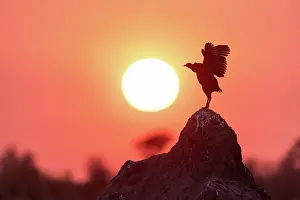 Moremi Prints: Spurfowl stretching its wings at sunrise, Moremi Game Reserve, Okavango Delta, Botswana