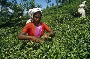 Images Dated 13th January 2011: Sri Lanka, Central Highlands. A Tamil tea plucker skilfully plucks leaves using her stick to