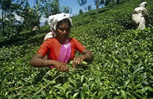 Sri Lanka, Central Highlands. A Tamil tea plucker skilfully plucks leaves using her stick to ensure an even table across